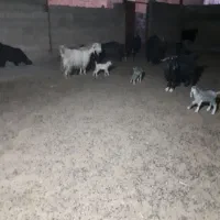 تعداد۳۰ راس بز وبی