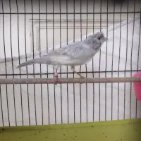 قناری نر نقره آبی