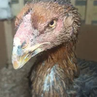 لاری|حیوانات مزرعه|مشهد, همت آباد|دیوار