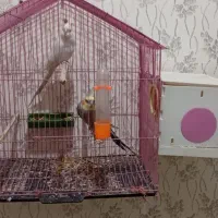 عروس هلندی شرط تخم