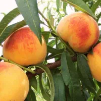 باغ زیبا ومثمر