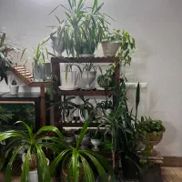 گل و گلدان با بهترین قیمت|گل و گیاه طبیعی|یزد, |دیوار