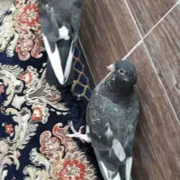 یک جفت کبوتر|پرنده|قشم, |دیوار