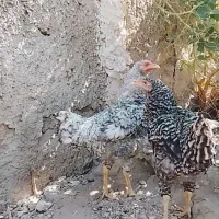 یک جفت مرغ و خروس آمروک