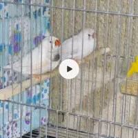 فنچ زبرا انگلیسی