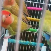 طوطی کوتوله برزیلی|پرنده|مشهد, شهرک لشکر (شهرک غرب)|دیوار