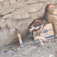 خروس جوانه|حیوانات مزرعه|سراوان, |دیوار