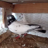 کبوتر کله دم سبز قیمت 500|پرنده|آق قلا, |دیوار