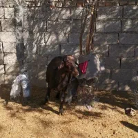 میش  داشتی لخت هیکل