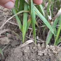 نشاء پالم واشنگتن