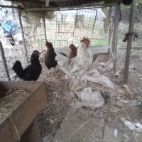 خروس و مرغ گلین|پرنده|رستمکلا, |دیوار