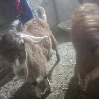 فروش