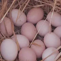 تخم لاری تعداد محدود