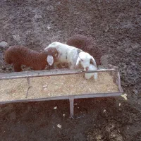 فروش گله بز وگوسفندد|حیوانات مزرعه|فاضل آباد, |دیوار