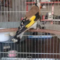 سهره نر و ماده