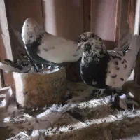 کبوتر|پرنده|کاشان, راوند|دیوار