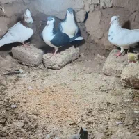 کبوتر جفتگاه