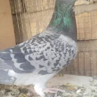 کفتر|پرنده|شیراز, کرونی(خاتونک)|دیوار