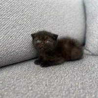 گربه اسکاتیش قیمت 15 م با لوازم با ۳ م تخفیف