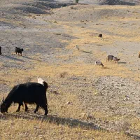 فروش بز جوان داشتی