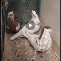 کفتر میزان|پرنده|قزوین, |دیوار