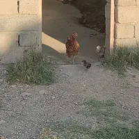 مرغ باجوجه