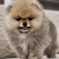 پامر خرسی ،عروسکی،روباهی|سگ|شیراز, اصلاح‌نژاد|دیوار