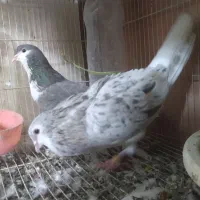ساده هفترنگ چپ هفترنگ راست هفترنگ عطیقه