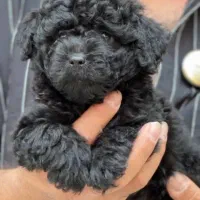 سگ پودل مشکی