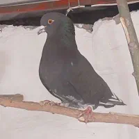 کبوتر ایرانی