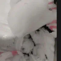 پشم شیشه