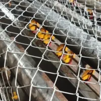 فنسکشی باغات و زمین های کشاورزی فنس باغی