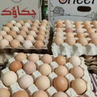 تخم مرغ گلپایگان محلی (رسمی)و ارگانیک
