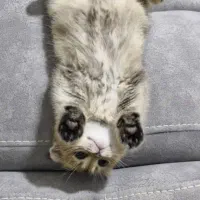 بچه گربه برایش اسکاتیش دو ماهه|گربه|اصفهان, شهرستان|دیوار