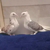 سه  جفت کفتر آس حراج