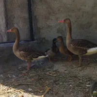 غاز پروازی مهاجر اصیل اصیل بدون صدا
