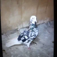 کفتر پرشی حسابی شازده سرور و شازده زرد|پرنده|قم, شاه سید علی|دیوار