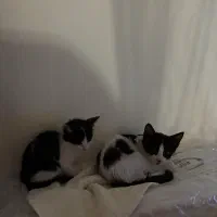 واگذاری دو عدد گربه|گربه|کیش, |دیوار