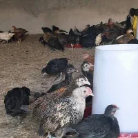 پرورش وفروش مرغ محلی|حیوانات مزرعه|شیراز, گویم|دیوار