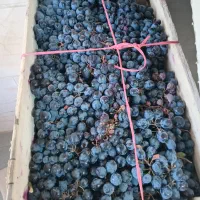 انگور سردشت