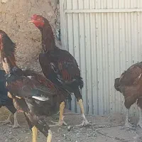 فروش مرغ وتوتک لاری