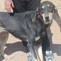 سلام گم شده سگ  ماچ|حیوانات|قم, شهر قائم|دیوار