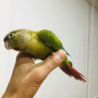 طوطی گرینچیک