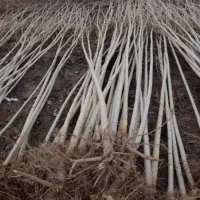 نهال برتر تخصص ماست