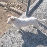 سگ شیتزو|سگ|قزوین, |دیوار