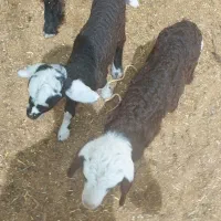 بره شیری  میش بره میش بز بره