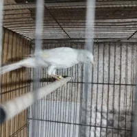 پرنده|پرنده|فراشبند, |دیوار