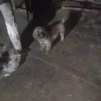 سگ شیتزو عالی مشکل جا
