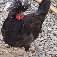 «خروس لهستانی»