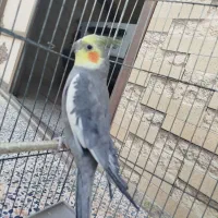 عروس هلندی|پرنده|اصفهان, قهجاورستان|دیوار